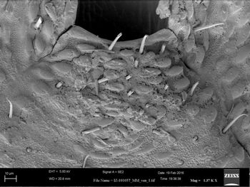 Media type: image;   Invertebrate Zoology 147385   shows cataloged_item 147385